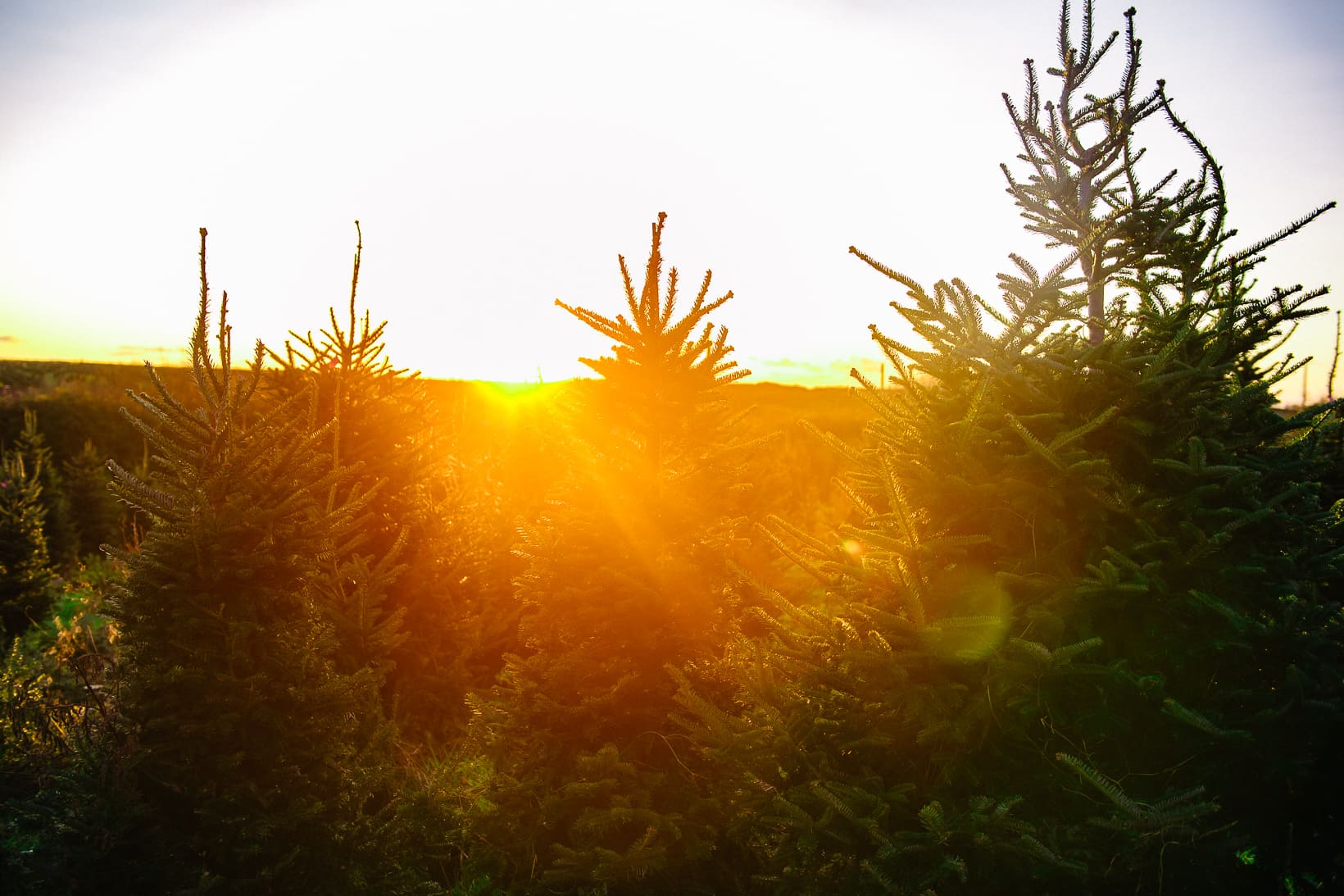 Gower Fresh Christmas trees Wholesale Christmas Trees