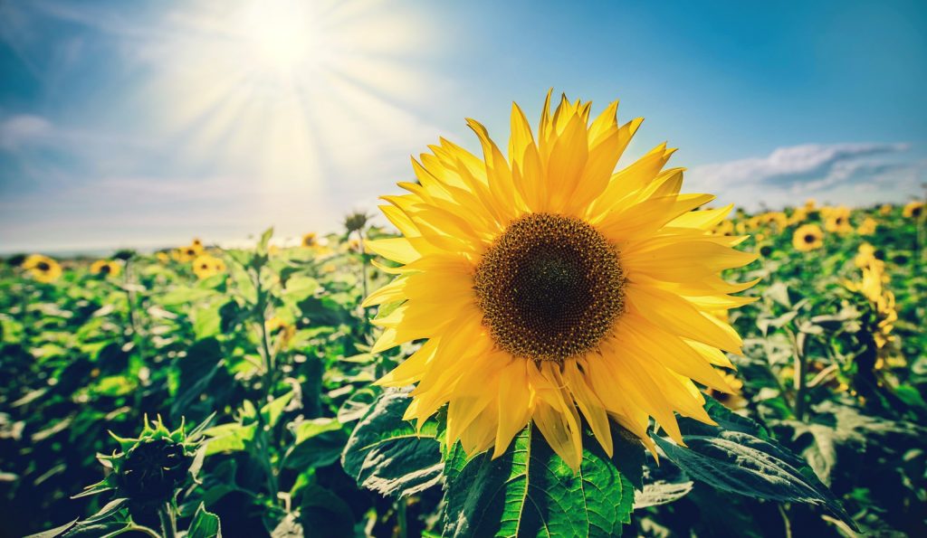 Sunflower at the Rhossili Sunflower fields of Gower Fresh Christmas Trees