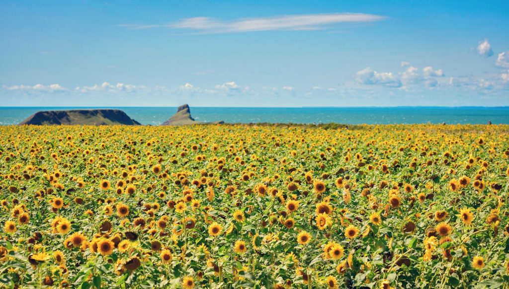 Rhossili Sunflower fields of Gower Fresh Christmas Trees