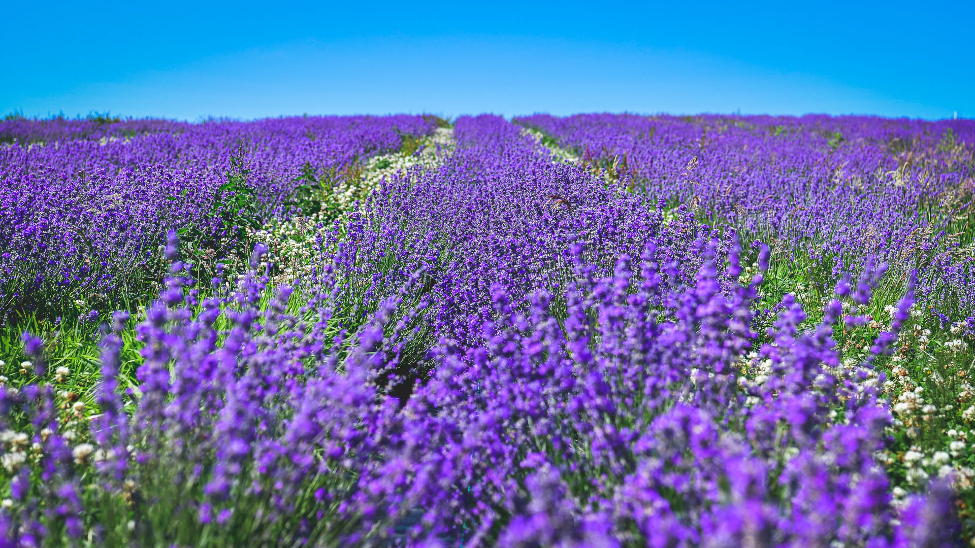 Lavender fields