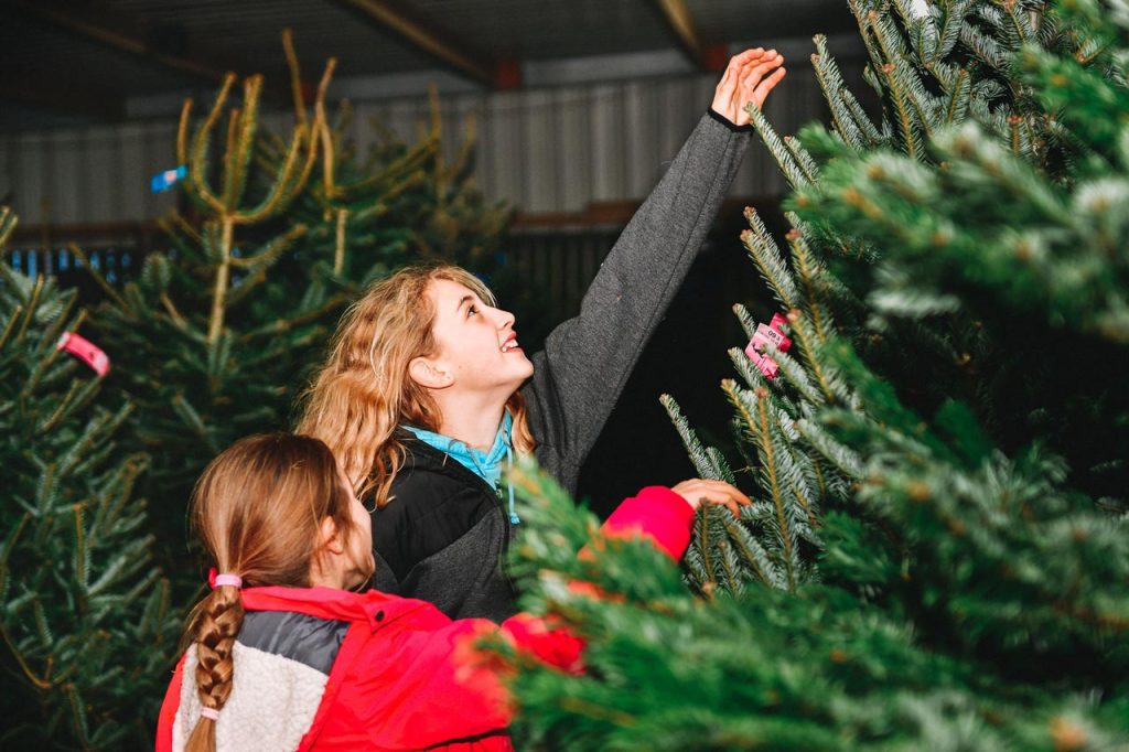 Christmas Tree Buying Guide